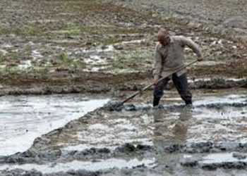 کاهش برداشت آب از منابع زیرزمینی با شخم و شیار به موقع شالیزارها