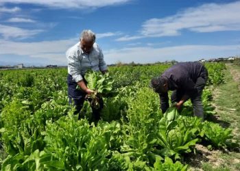 امسال ۵۵ هکتار اراضی کشاورزی به کشت کاهو اختصاص یافت