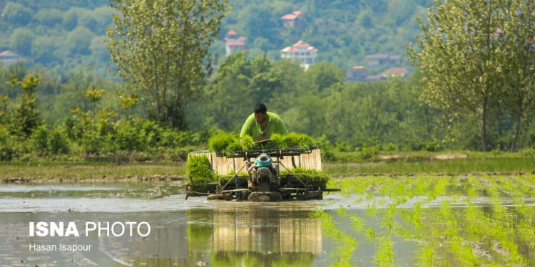 ایسنا - آغاز کشت نشا برنج در روستای قرآن تالار بابل