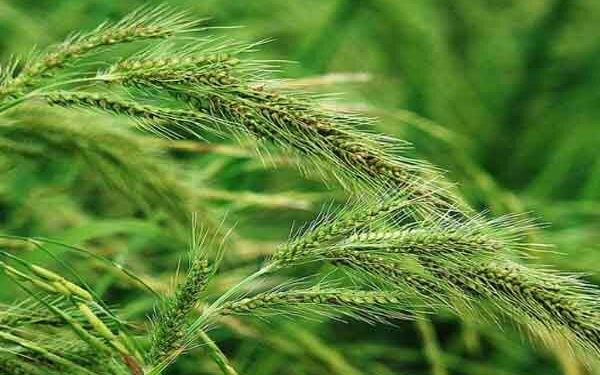 تاثیر اطلاعات هواشناسی در کشاورزی هوشمند و پایدار