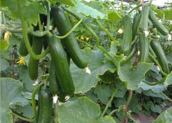 تولید ارقام جدید خیار در گلخانه‌ها ضروری است