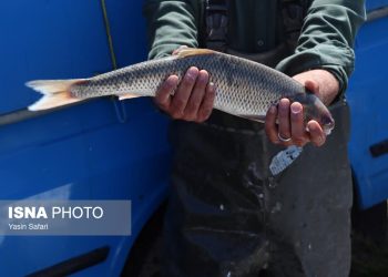 حوزه شیلات باید ارزآور و اشتغال‌زا باشد