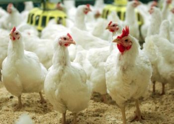 رتبه نخست کشور برای مرکز اصلاح نژاد مرغ بومی کاسپین مازندران