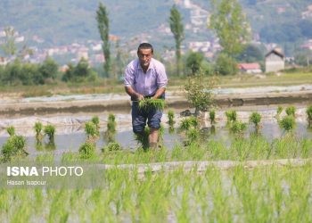 نشاکاری برنج در ۳۲۰ هکتار شالیزار ساری