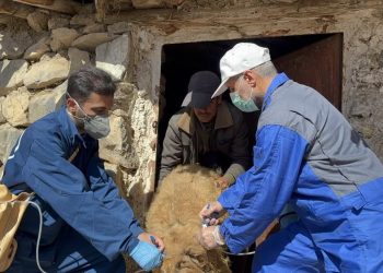 واکسیناسیون حدود ۴۵ هزار دام در روستاهای محروم آمل