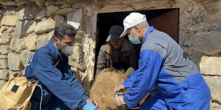واکسیناسیون حدود ۴۵ هزار دام در روستاهای محروم آمل