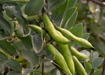  پیش‌بینی تولید ۱۳۰۰ تن باقلا سبز در قائم‌شهر