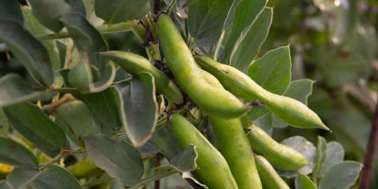  پیش‌بینی تولید ۱۳۰۰ تن باقلا سبز در قائم‌شهر