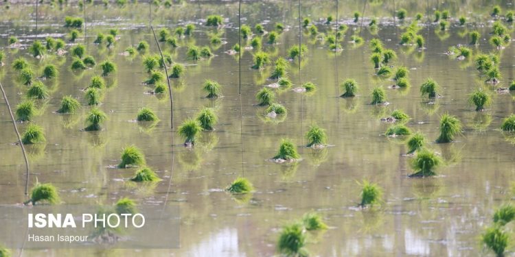  کشت برنج در بیش از ۱۲ هزار هکتار از شالیزارهای محمودآباد