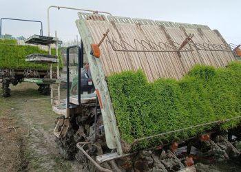 کشت مکانیزه برنج؛ نجات کشاورزی شمال در بحران آب