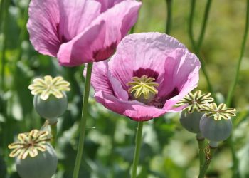 کشف و امحای مزرعه کشت خشخاش در شهرستان نکا