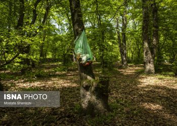 یادگاری تلخ تعطیلات در جنگل‌های هیرکانی