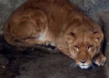 یک قلاده شیر در الیمالات هنگام زایمان تلف شد