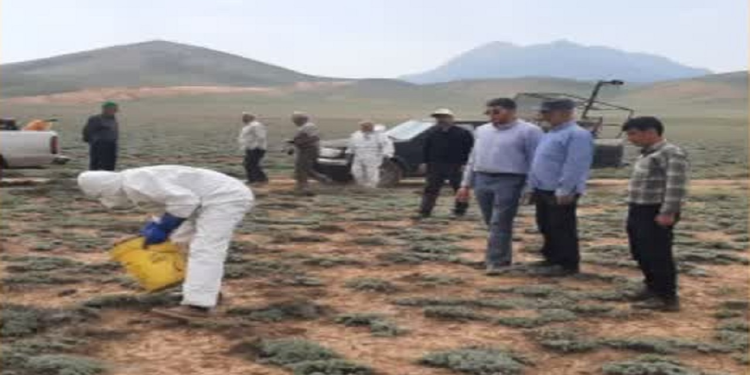 تداوم عملیات مبارزه با ملخها در بخش چهاردانگه؛ ۳۵۰ هکتار از اراضی سمپاشی شد