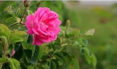 پایان جشنواره ملی گل محمدی در بخش دودانگه ساری