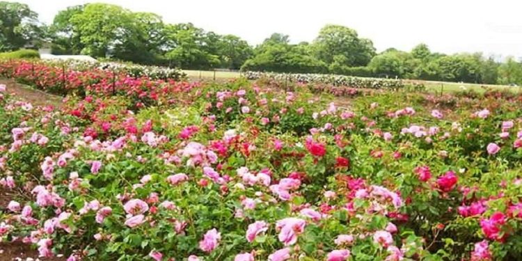 دودانگه ساری قطب تولید گل محمدی