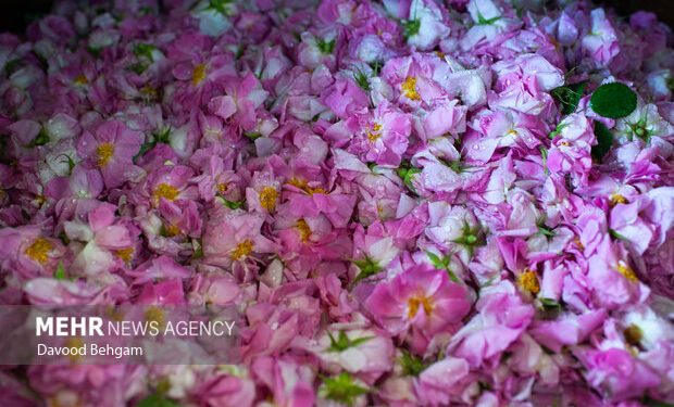 توسعه صنایع تکمیلی کشت گل محمدی در دودانگه