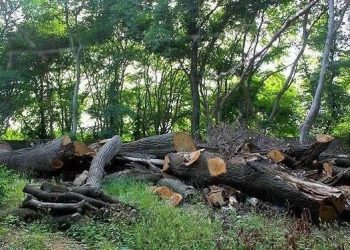 اعتراف دو خاطی به قطع درختان با هدف انتقام‌جویی شخصی