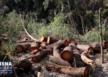 انهدام گروه سازمان‌یافته قاچاق چوب آلات جنگلی در شهرستان نور