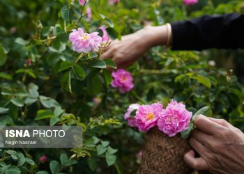 ایسنا - برداشت گل محمدی در روستای اله رودبار