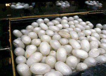  بابل تولیدکننده ۹۰ درصد نوغان مازندران است