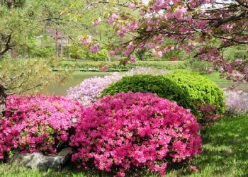 باغ ۳۳ هکتاری رامسر میزبان نخستین جشنواره گل آزالیای کشور است