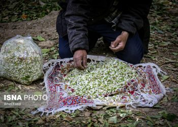 جشنواره «بهار نارنج» فرصتی برای تقویت صنعت گردشگری