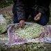 جشنواره «بهار نارنج» فرصتی برای تقویت صنعت گردشگری