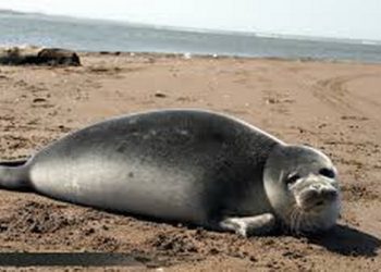 دلایل احتمالی تلفات «فوک خزری» از زبان سرپرست محیط زیست مازندران
