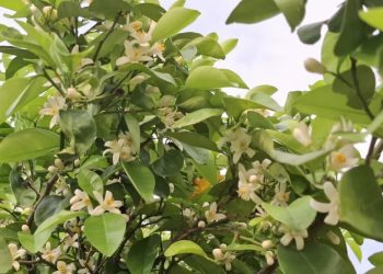 رویداد گردشگری شکوفه‌های بهار نارنج در سراسر مازندران برگزار شد