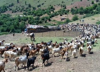 «قرق شکنی» رسمی دیرینه در دل مراتع البرز مرکزی