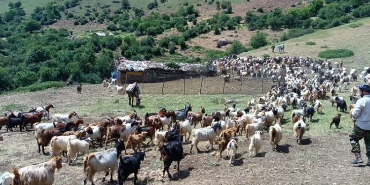 «قرق شکنی» رسمی دیرینه در دل مراتع البرز مرکزی