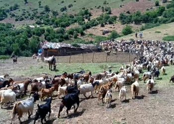 ویدیو/ آغاز «قرق شکنی» در مراتع البرز مرکزی