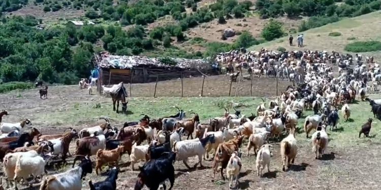 ویدیو/ آغاز «قرق شکنی» در مراتع البرز مرکزی