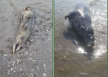 کشف لاشه دو قلاده فوک خزری در سواحل مازندران/ امسال ۱۸ قلاده فوک کشف شد