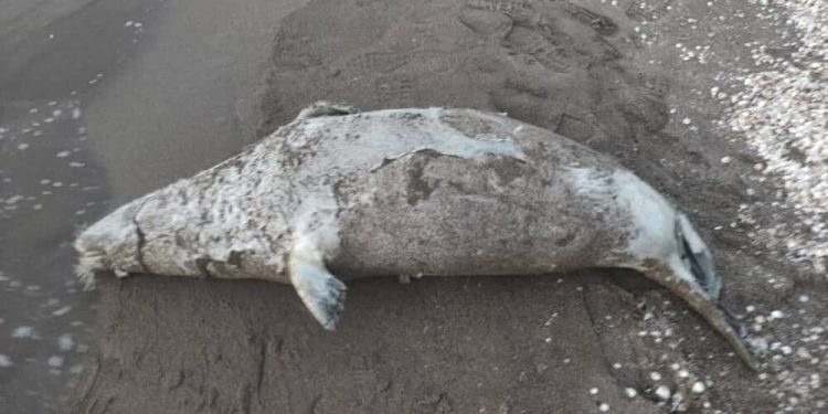 کشف لاشه یک قلاده فوک خزری ماده در ساحل بابلسر / شمار فوک تلف شده به ۲۶ قلاده رسید