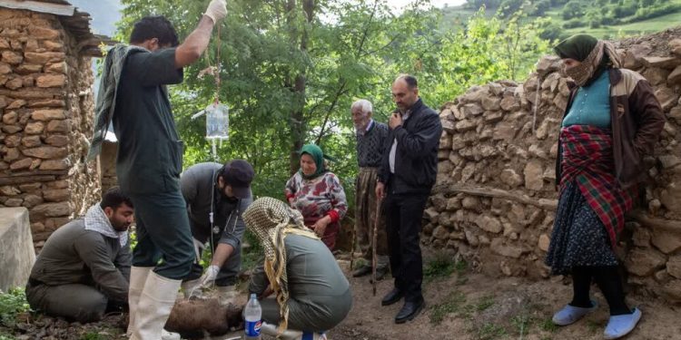  ۱۱ روستای منطقه اشکورات خدمات رایگان دامپزشکی دریافت کردند