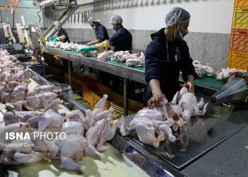 مازندران تامین‌کننده مرغ کشور است/ ارسال ۶۳۲ تُن گوشت مرغ به تهران