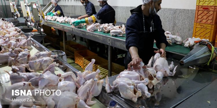 مازندران تامین‌کننده مرغ کشور است/ ارسال ۶۳۲ تُن گوشت مرغ به تهران