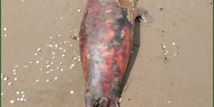 کشف لاشه یک فُک خزری در ساحل بابلسر / شمار فُکهای تلفشده به ۳۲ رسید