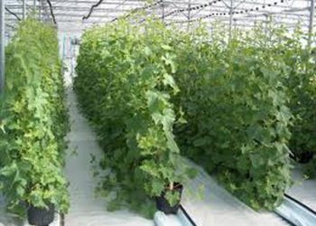 ۱۱۵ هکتار از اراضی جویبار به کشت گلخانه‌ای اختصاص یافت