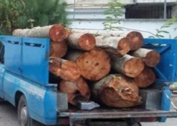 توقیف نیسان حامل چوب جنگلی قاچاق در تنکابن