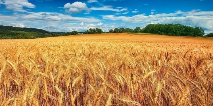 حمایت از کشاورزان؛ ۱۰ هزار تن گندم مازاد در ساری خریداری شد