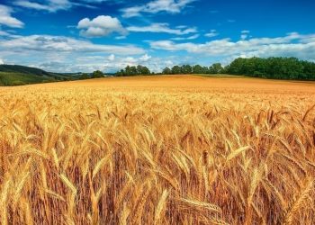 خرید تضمینی بیش از ۶۸ هزار تن گندم در مازندران