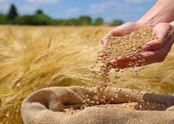 خرید تضمینی ۱۳۰۰۰ تن گندم از کشاورزان نکایی