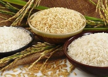 درخواست تمدید ممنوعیت واردات برنج در فصل برداشت
