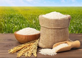 شتاب زودهنگام قیمت برنج در آستانه برداشت؛ بازی روانی واسطه‌ها یا کاهش ذخایر انبارها