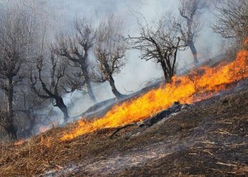 صاعقه، نقاطی از جنگل‌های کلاردشت را به آتش کشید