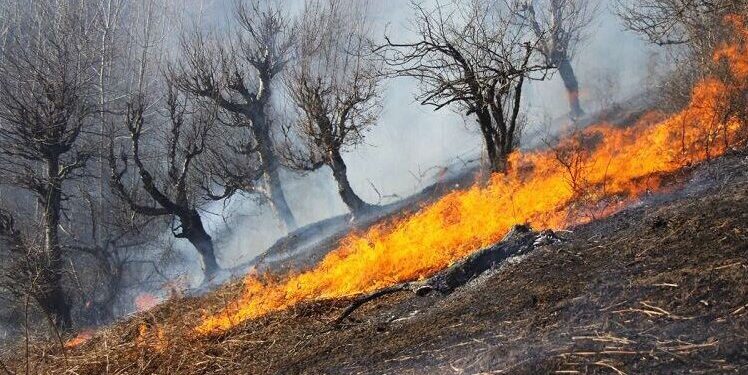 صاعقه، نقاطی از جنگل‌های کلاردشت را به آتش کشید