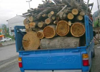 قاچاقچی چوب در بند قانون